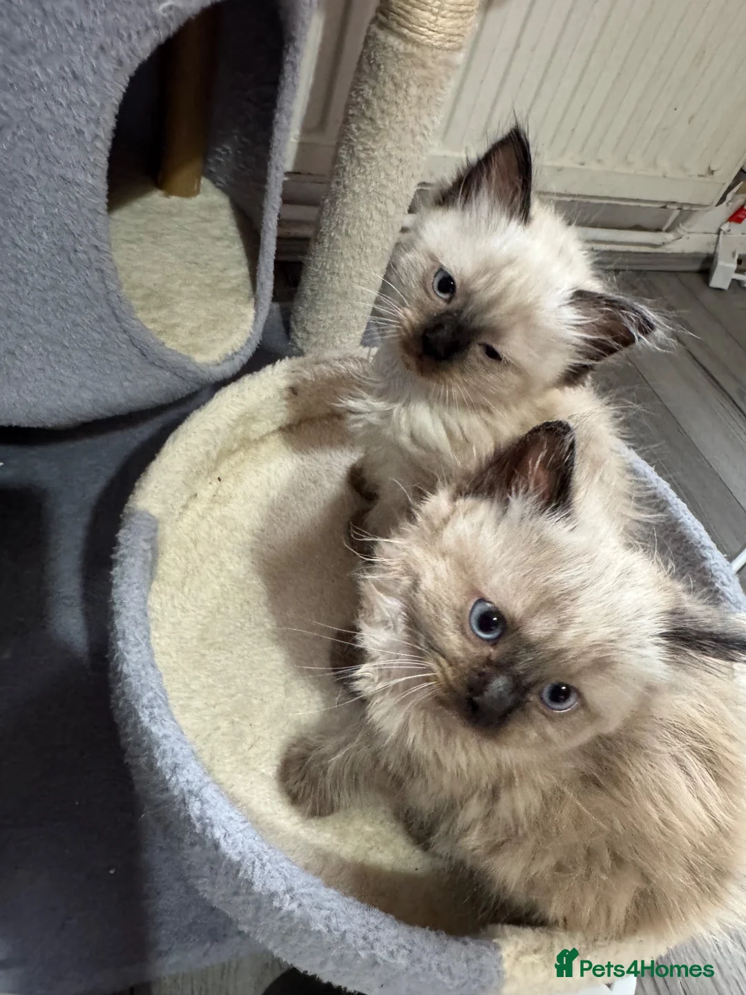 Ragdoll cats for sale: Eight-week-old Ragdoll kitten  - Advert 7
