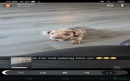 Dachshund dogs for sale: Dachsund dapple boy ready for new home - Image 1