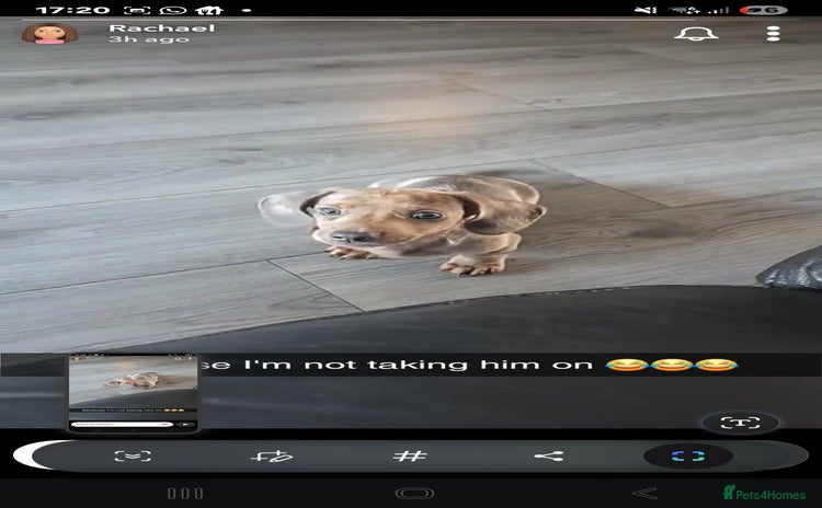Dachshund dogs - Advert 12