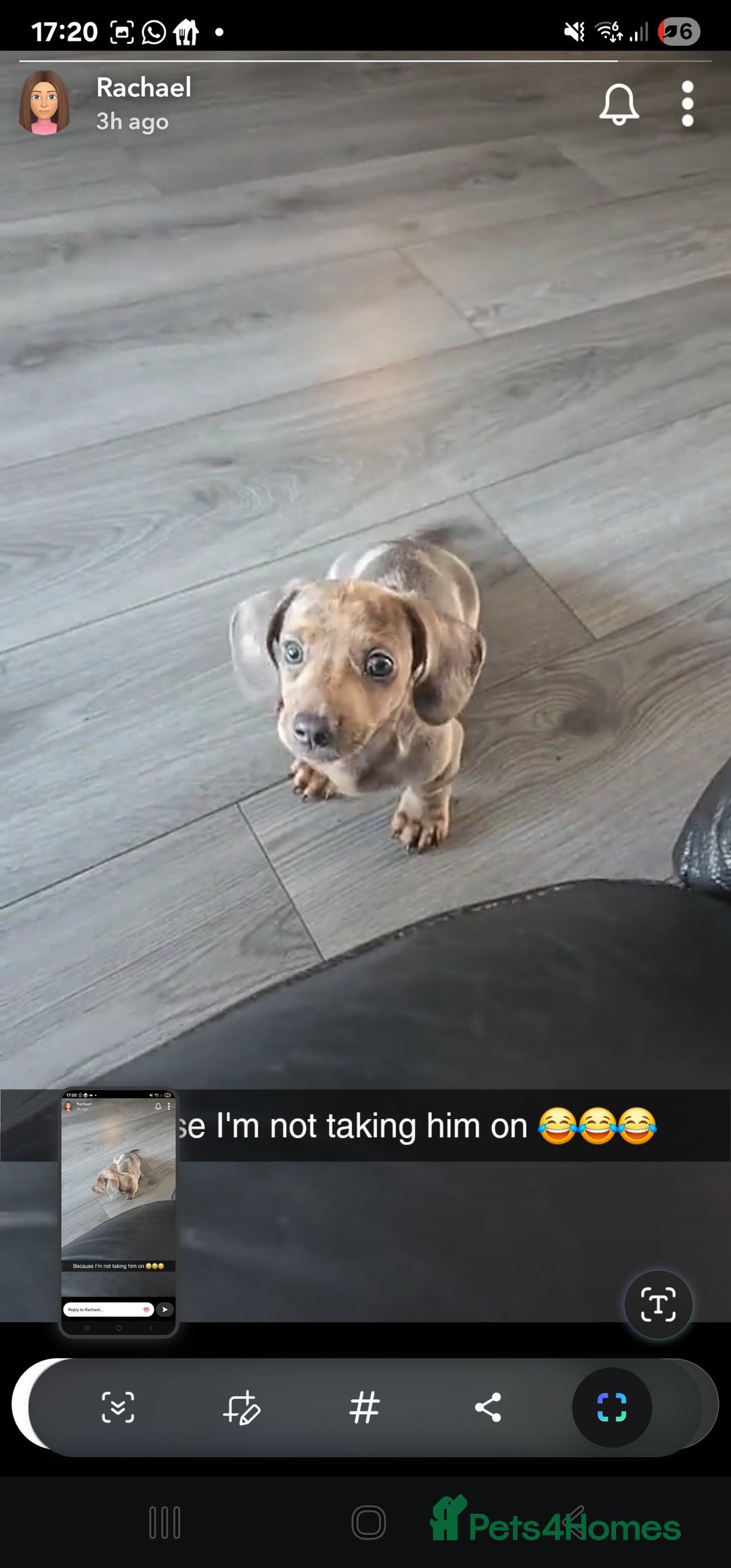 Dachshund dogs for sale: Dachsund dapple boy ready for new home - Image 1
