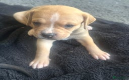 Mixed Breed dogs for sale: Pups for sale - Image 5