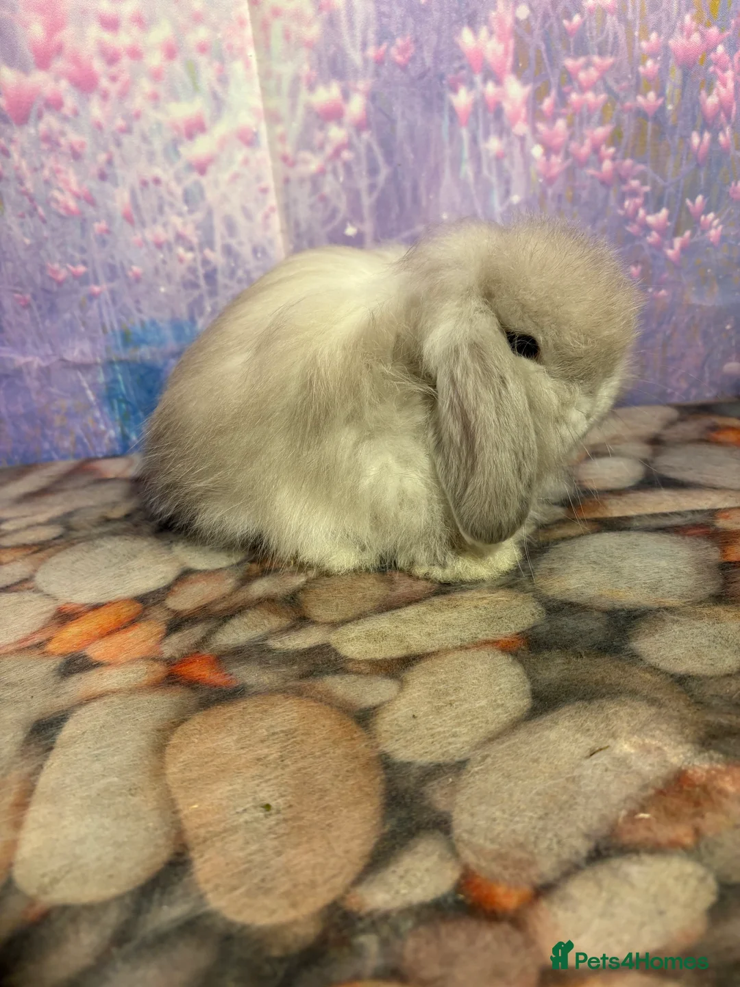 Mini Lop rabbits for sale: Mini lops vaccinated ready to leave - Advert 8