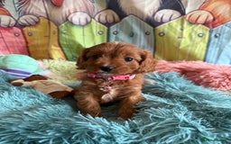 Cavapoo dogs for sale: F1 TOY Cavapoo puppies available  - Image 6