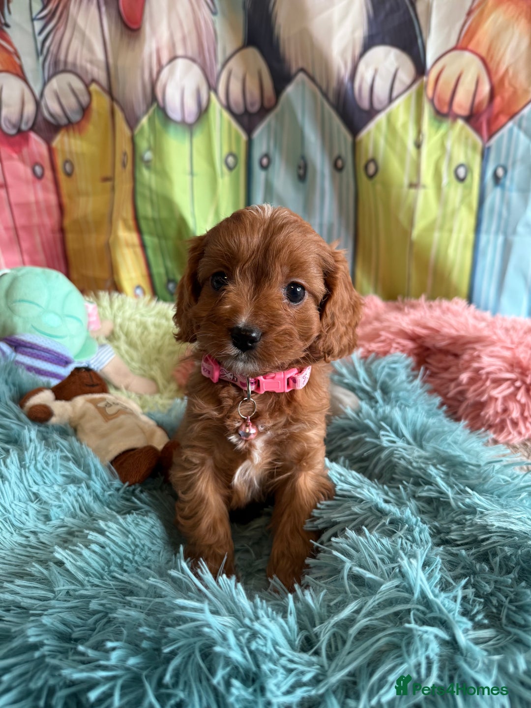Cavapoo dogs for sale: F1 TOY Cavapoo puppies available  - Image 6
