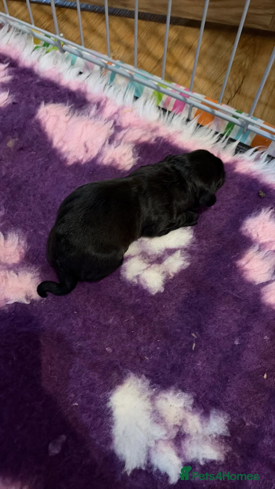 Labradoodle dogs for sale: One stunning boy  - Advert 2