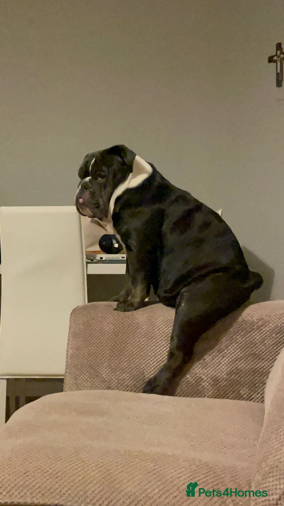 English Bulldog dogs for sale: English Bulldog  - Advert 1