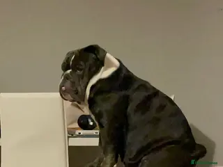 English Bulldog dogs English Bulldog - Advert 2