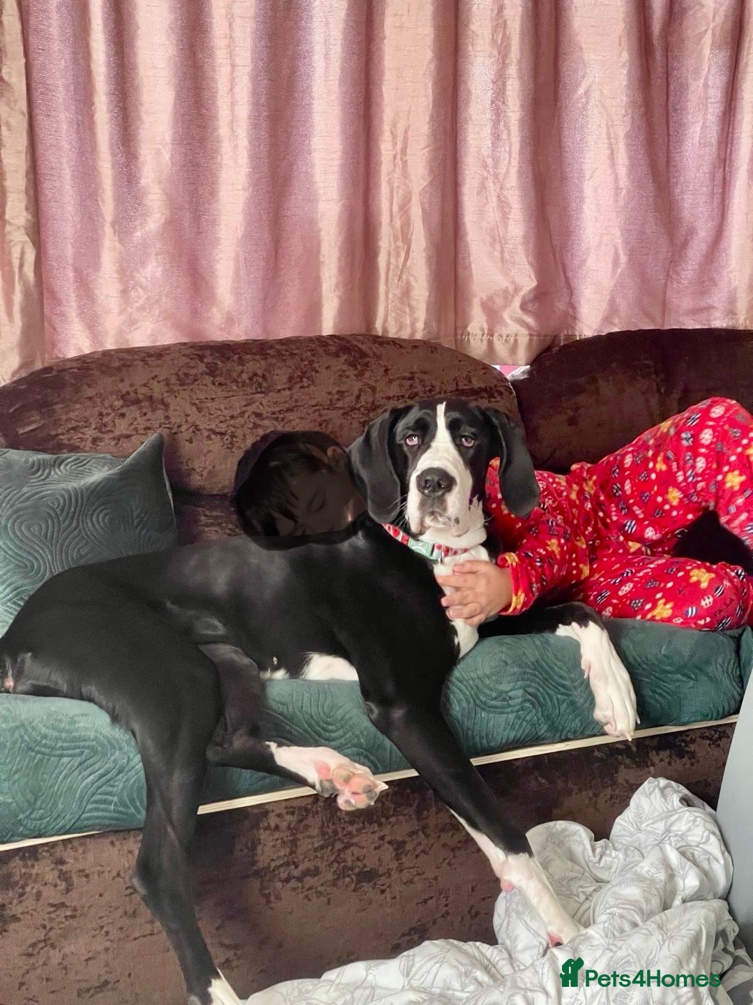 Great Dane dogs for sale: Beautifully bread female mantle - Advert 1