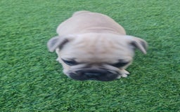 French Bulldog dogs for sale: French Bulldog puppies - Image 11