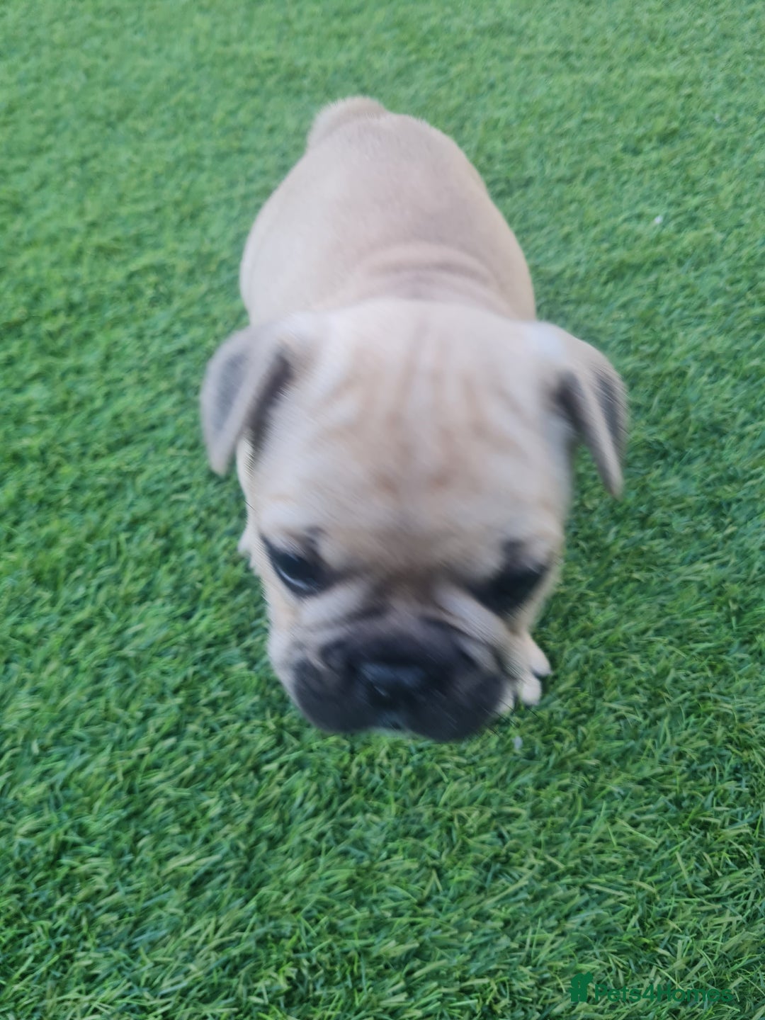 French Bulldog dogs for sale: French Bulldog puppies - Image 11