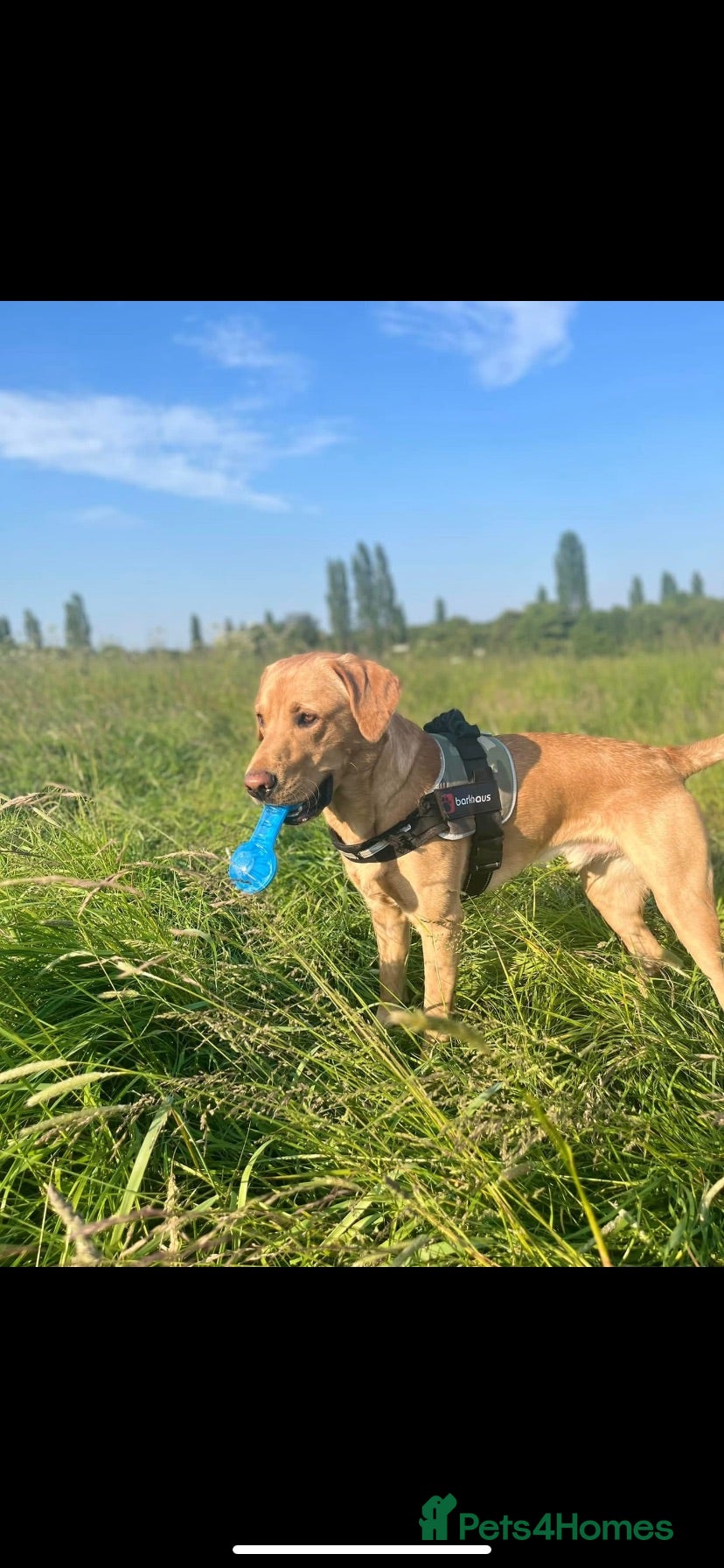 Labrador Retriever dogs Fox Red Lab for sale **READ DESCRIPTION** - Advert 8