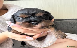 Cavalier King Charles Spaniel dogs for sale: 2 Female Kc Reg Cavalier King Charles Spaniels  - Image 5