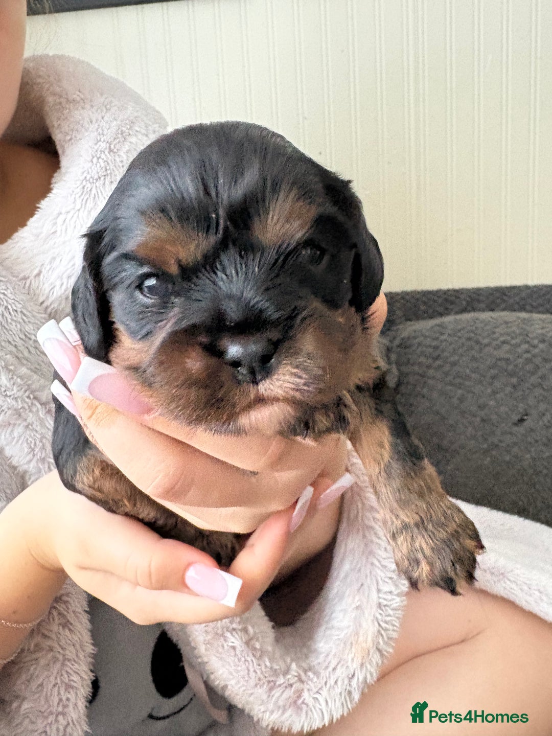 Cavalier King Charles Spaniel dogs for sale: 2 Female Kc Reg Cavalier King Charles Spaniels  - Image 5