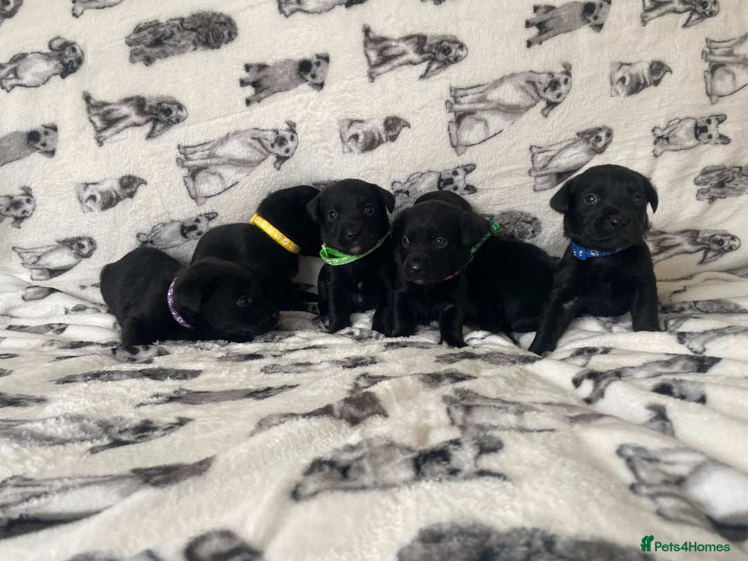 Labrador Retriever dogs for sale: Beautiful Labrador puppy’s  - Advert 6