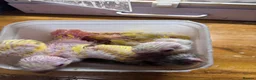 Conures birds for sale: Conure Hand Reared Babies Looking for new perches - Advert 11