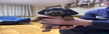Miniature Dachshund Puppy 2