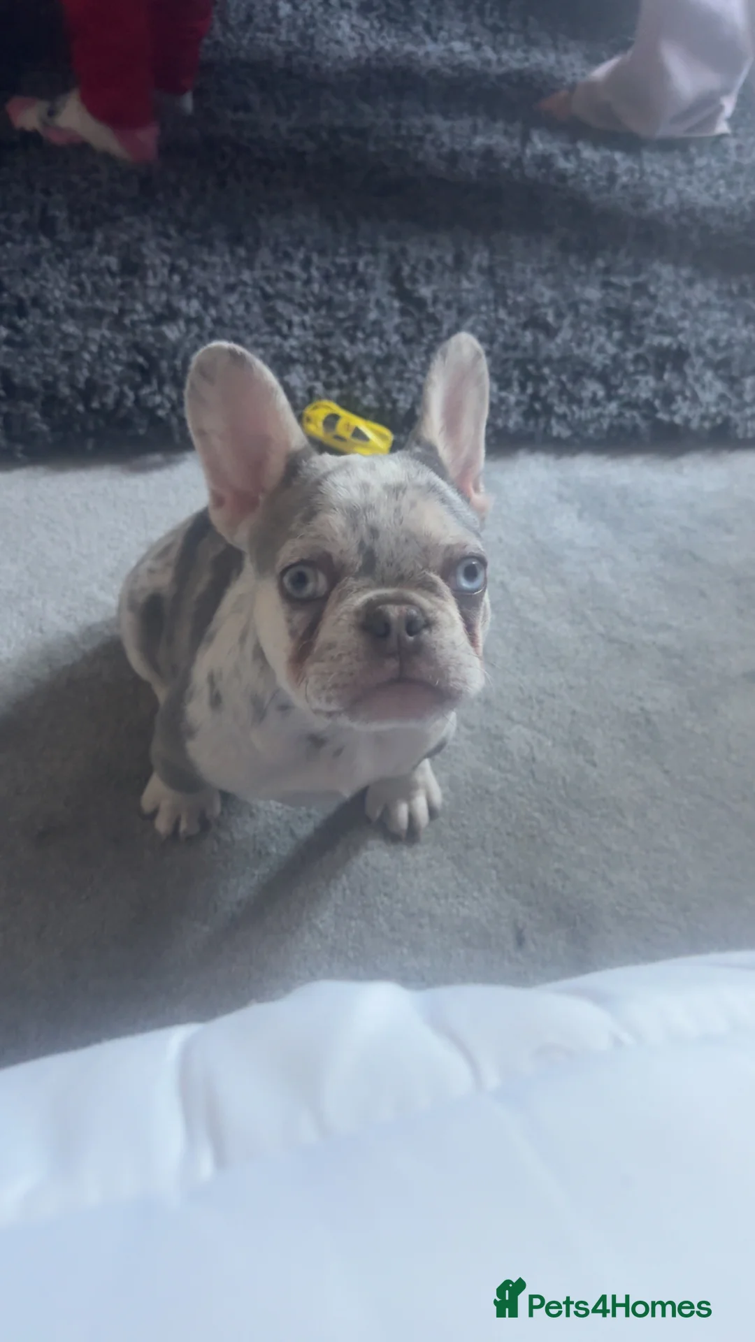 French Bulldog dogs for stud: GREY MERLE FEENCH BULLDOG STUD  - Advert 4