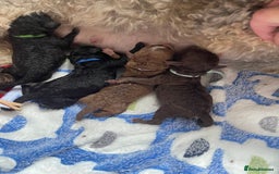 Toy Poodle dogs for sale: Kc registered toy poodle puppies  - Image 4