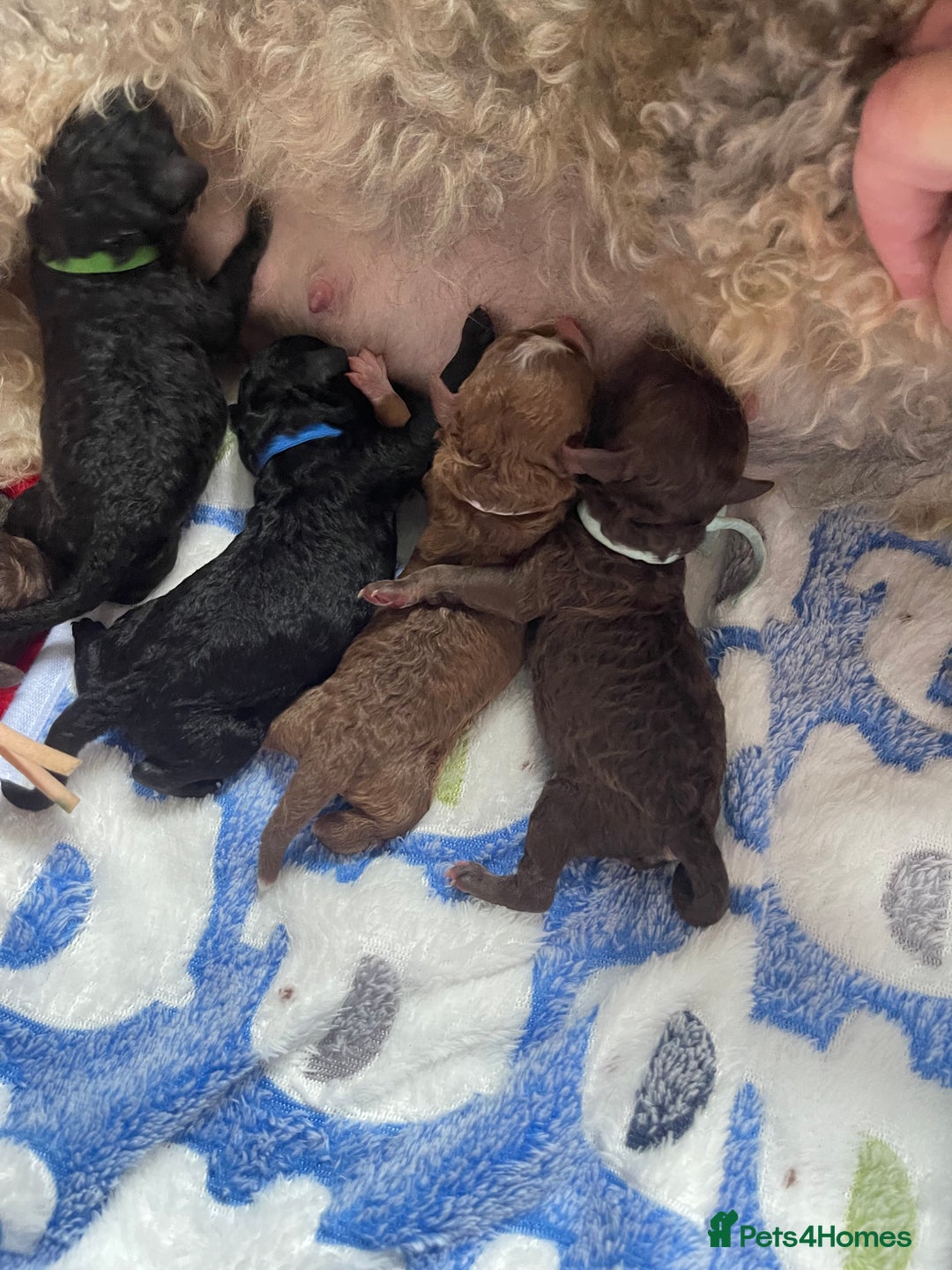Toy Poodle dogs for sale: Kc registered toy poodle puppies  - Image 4