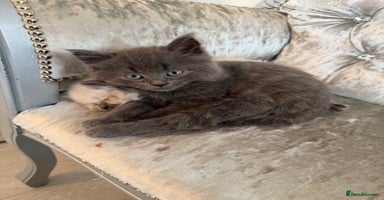 Mixed Breed cats - Advert 11
