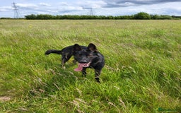 German Shepherd dogs for sale: Working line GSD  - Image 3