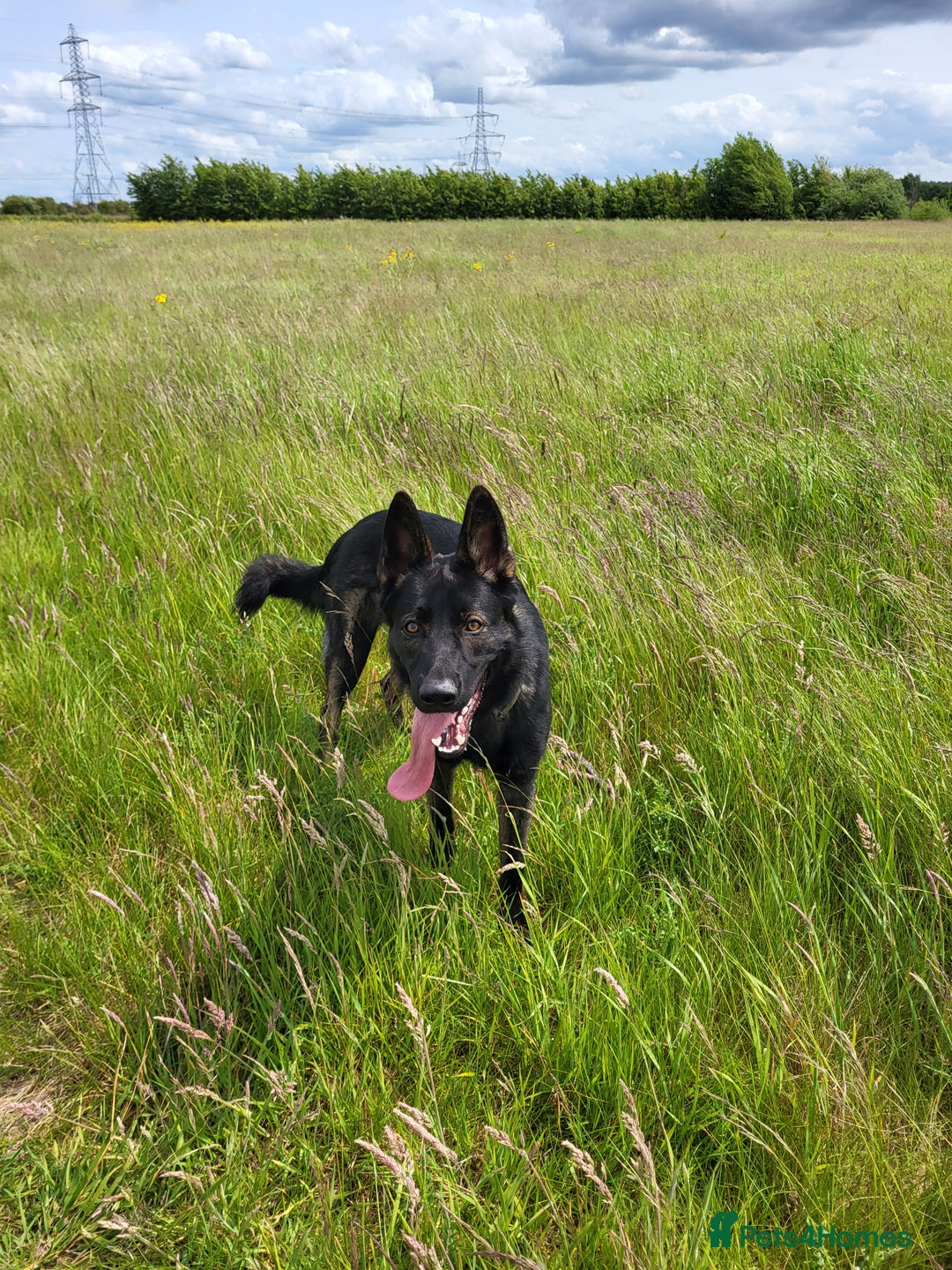 German Shepherd dogs for sale: Working line GSD  - Image 3