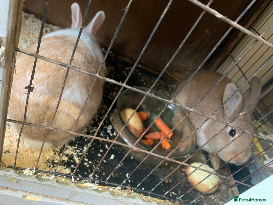 English rabbits for sale: X2 rabbits clean well fed  - Advert 4
