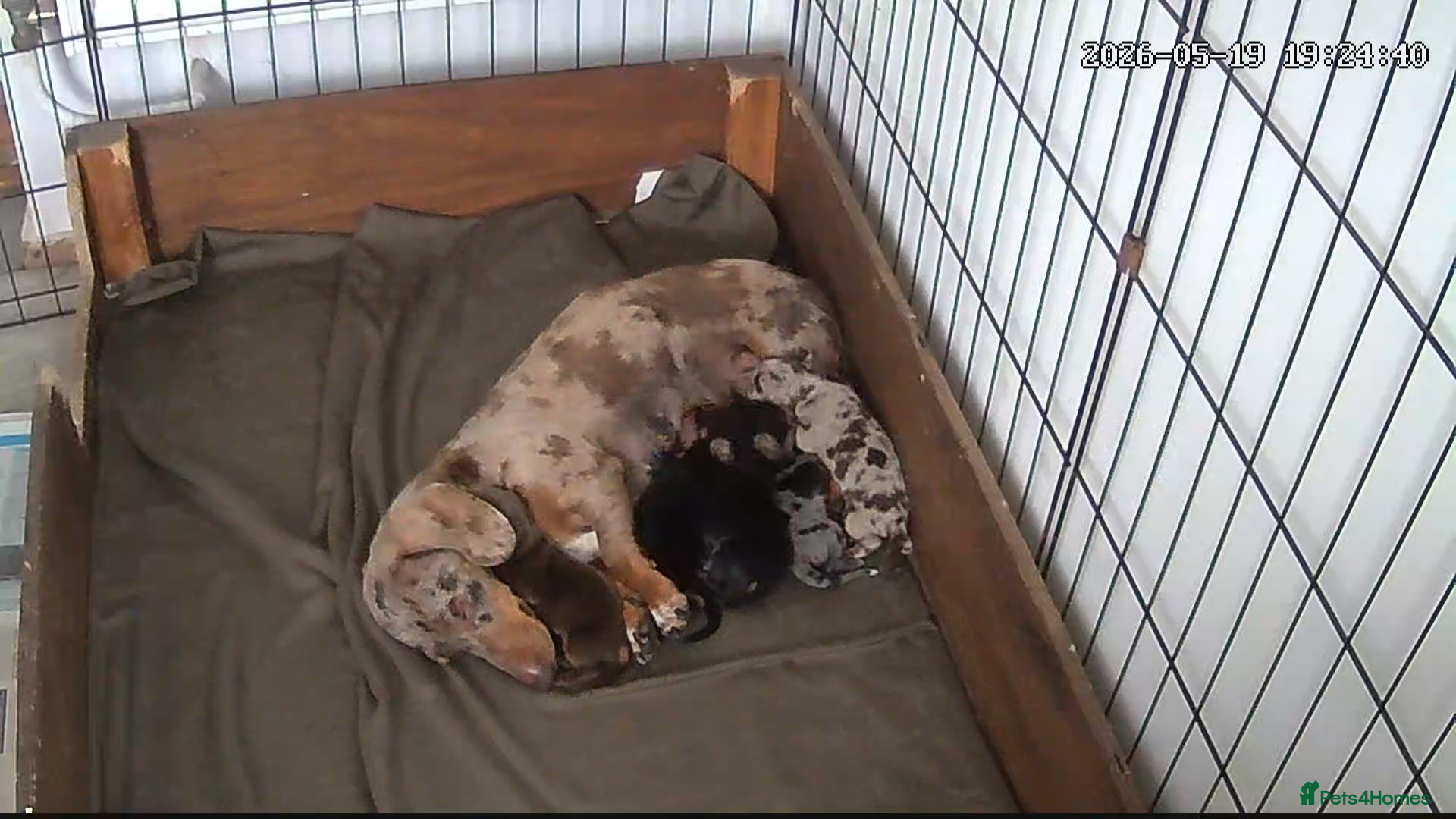 Miniature Dachshund dogs Miniature dachshund puppies for sale  - Advert 1