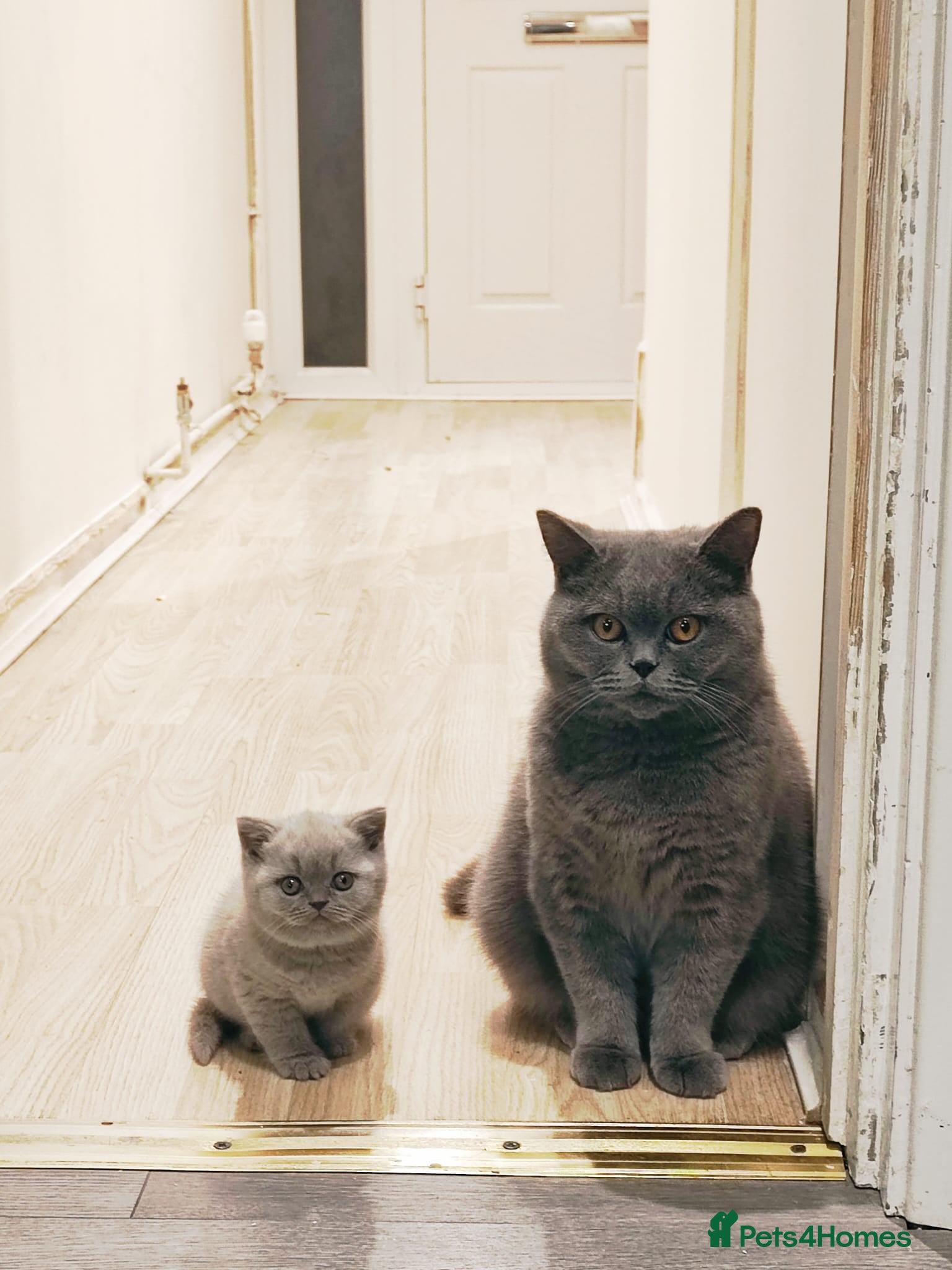 British Shorthair cats Lilac boy  - Advert 2