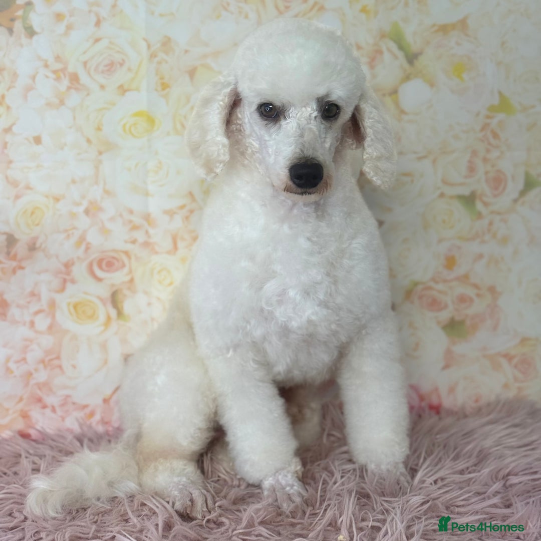 Miniature Poodle dogs for stud: Exceptional Miniature Poodle Stud Dog Services - Image 7