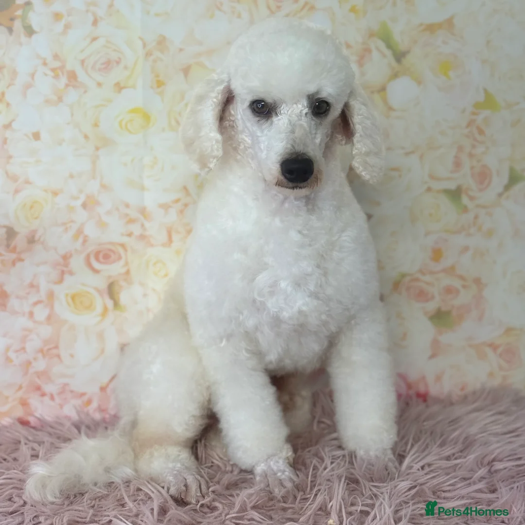 Miniature Poodle dogs for stud: Exceptional Miniature Poodle Stud Dog Services - Advert 7