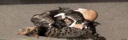 Mixed Breed cats for sale: Beautiful playful kittens in Taunton - Advert 6