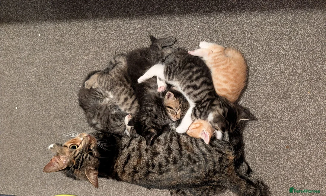 Mixed Breed cats for sale: Beautiful playful kittens in Taunton - Advert 6