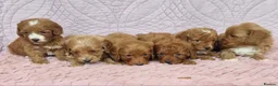 Cockapoo dogs for sale: Beautiful health clear Cockapoo's in Staines - Advert 29