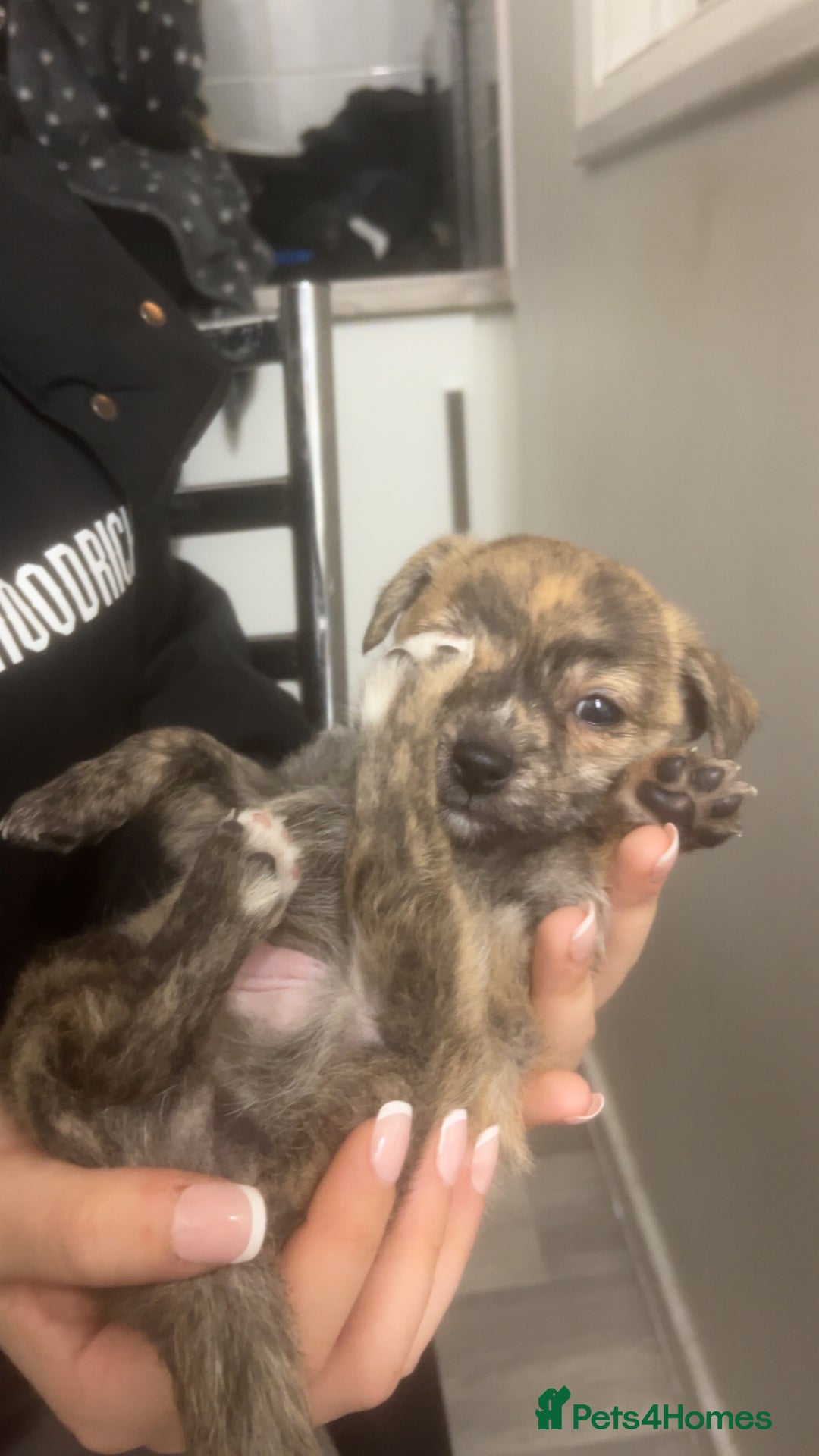 Chihuahua dogs for sale: Chihuahua pups looking for new home   - Advert 7