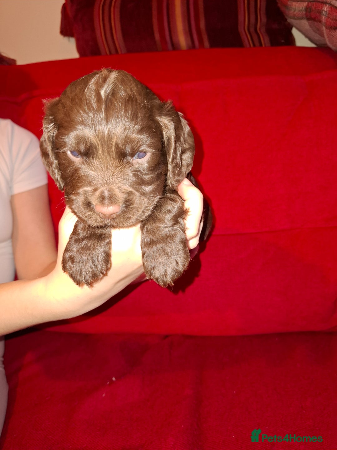 Cocker Spaniel dogs for sale: KC Registered Working Cocker Spaniel Puppies - Advert 5