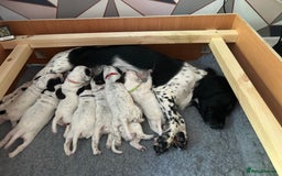 Mixed Breed dogs for sale: Springer Spaniel cross Dalmatian - Image 2