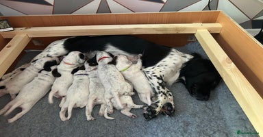 Mixed Breed dogs - Advert 11