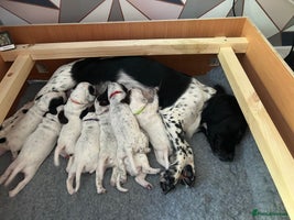 Mixed Breed dogs - Advert 7