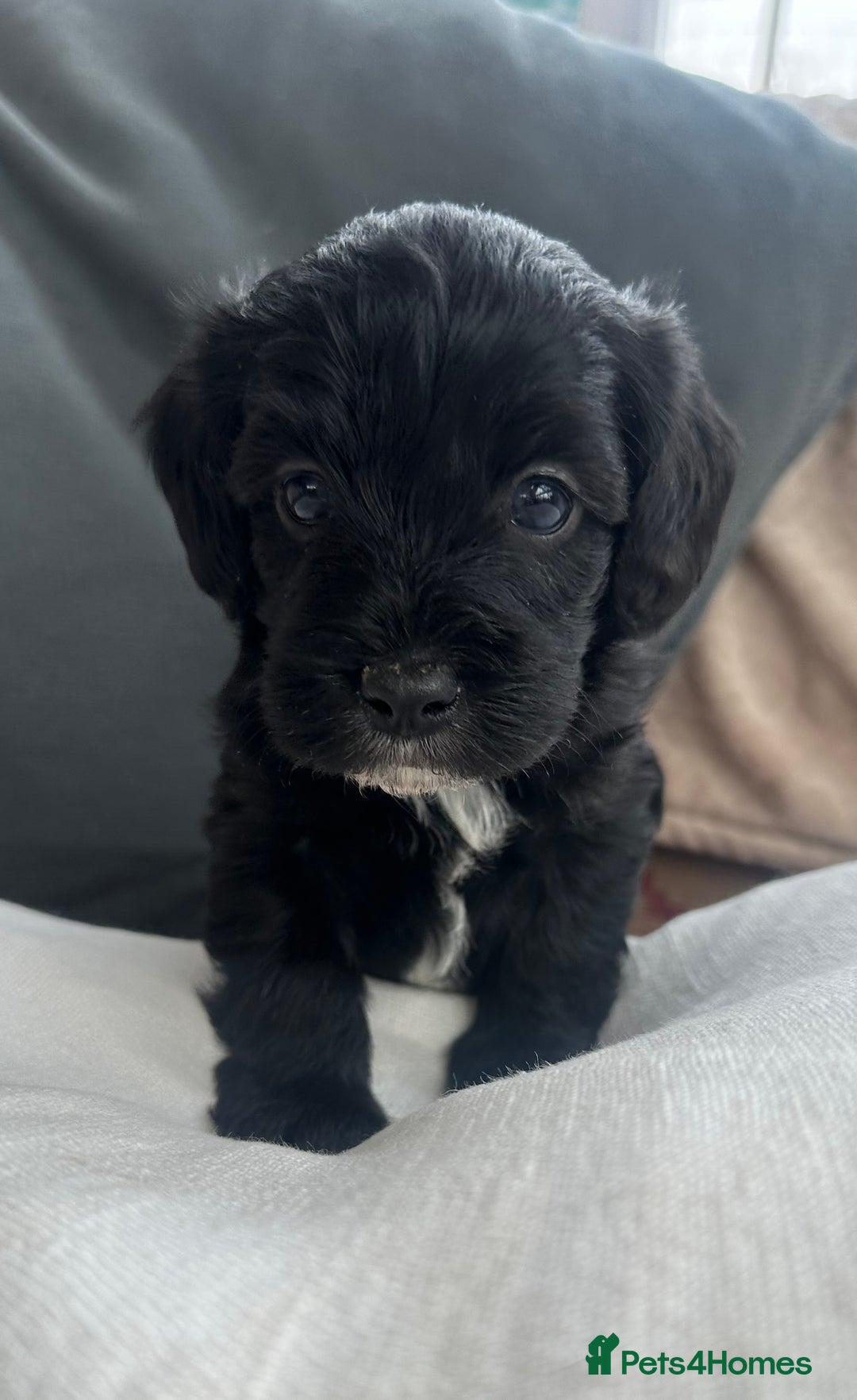 Mixed Breed dogs for sale: Cavapoo Beagle x Miniature Poodle  - Advert 2