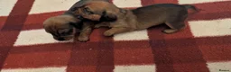 Mixed Breed dogs for sale: Adorable 3/4 Dachshund and 1/4 Chihuahua Chiweenie in Portsmouth - Advert 3
