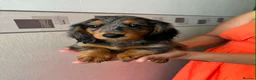 Miniature Dachshund dogs for sale: Long haired miniature dachshund  - Advert 13