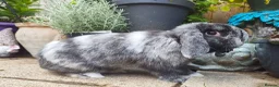 Mini Lop rabbits for sale: Beautiful black magpie mini lop buck  - Advert 3