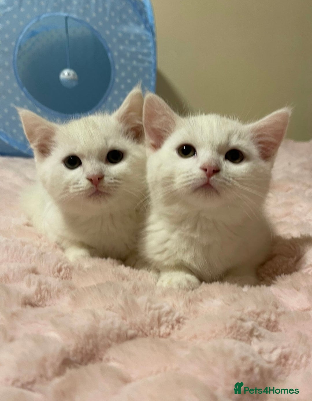 Ragdoll cats for sale: Ragdoll cross British Short Hair Kittem  - Advert 1