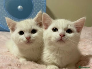 Ragdoll cats Ragdoll cross British Short Hair Kittem - Advert 1