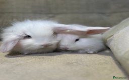 Lionhead rabbits for sale: 4 baby bunnies looking for their forever homes  - Image 6