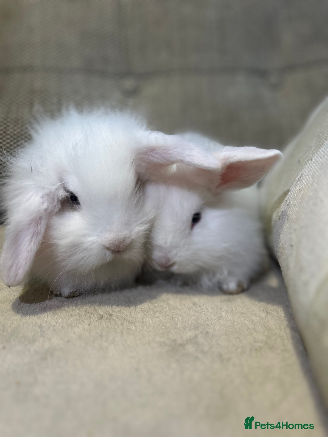 Lionhead rabbits for sale: 4 baby bunnies looking for their forever homes  - Image 6