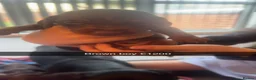 Miniature Dachshund dogs for sale: Mini dachshund - Advert 5