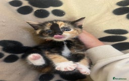 Domestic Shorthair cats for sale: Beautiful kittens  - Image 1
