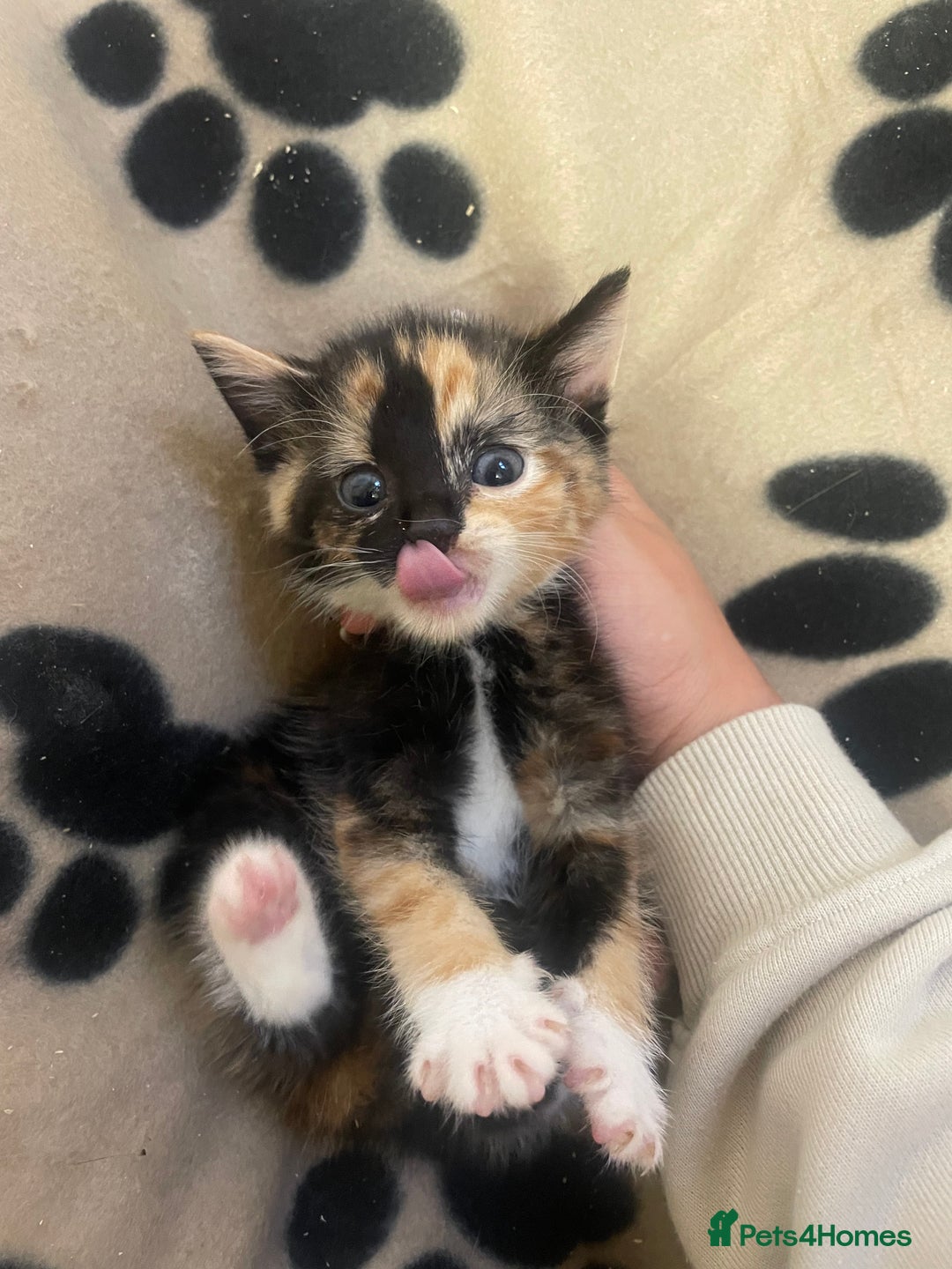 Domestic Shorthair cats for sale: Beautiful kittens  - Image 1